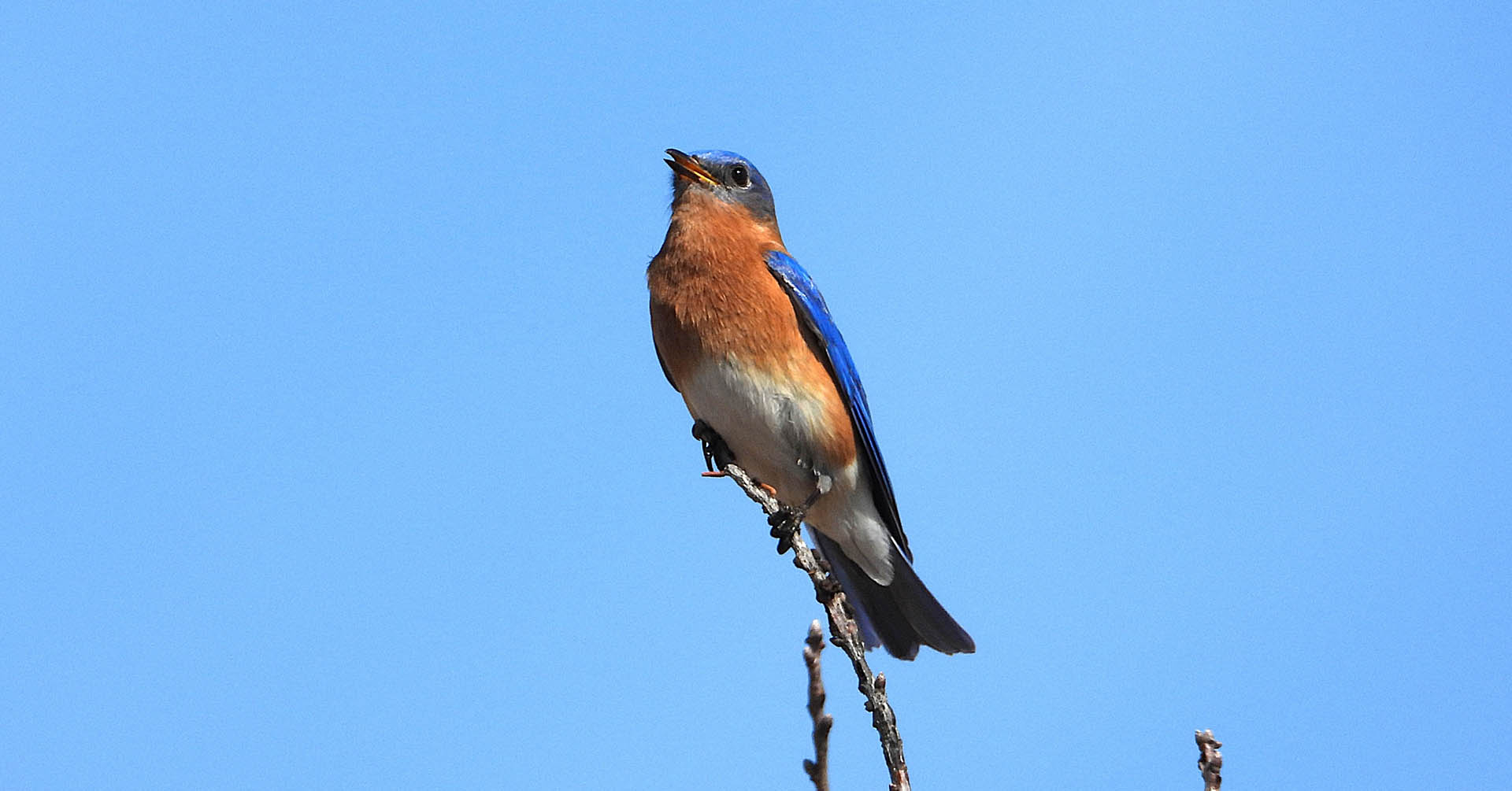 Bluebird perched on a branch against a brilliant blue sky.