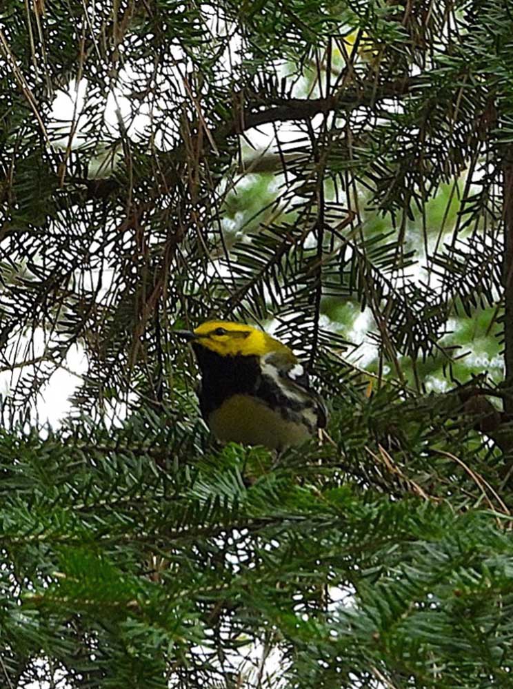 © Tom Andersen - Black-throated Green Warbler Black-throated Green Warbler