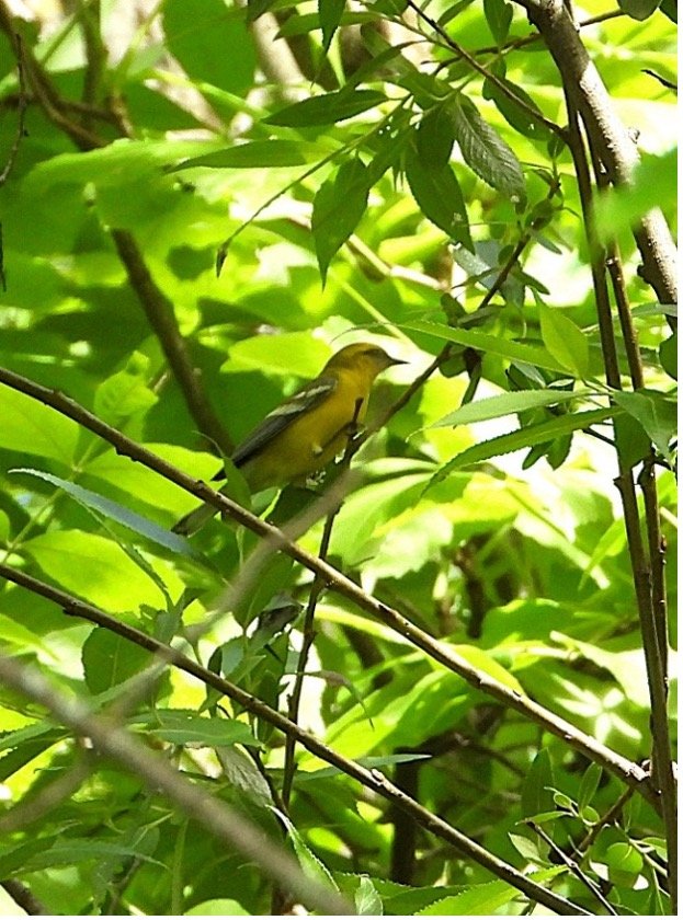 © Tom Andersen - Blue-winged Warbler Blue-winged Warbler