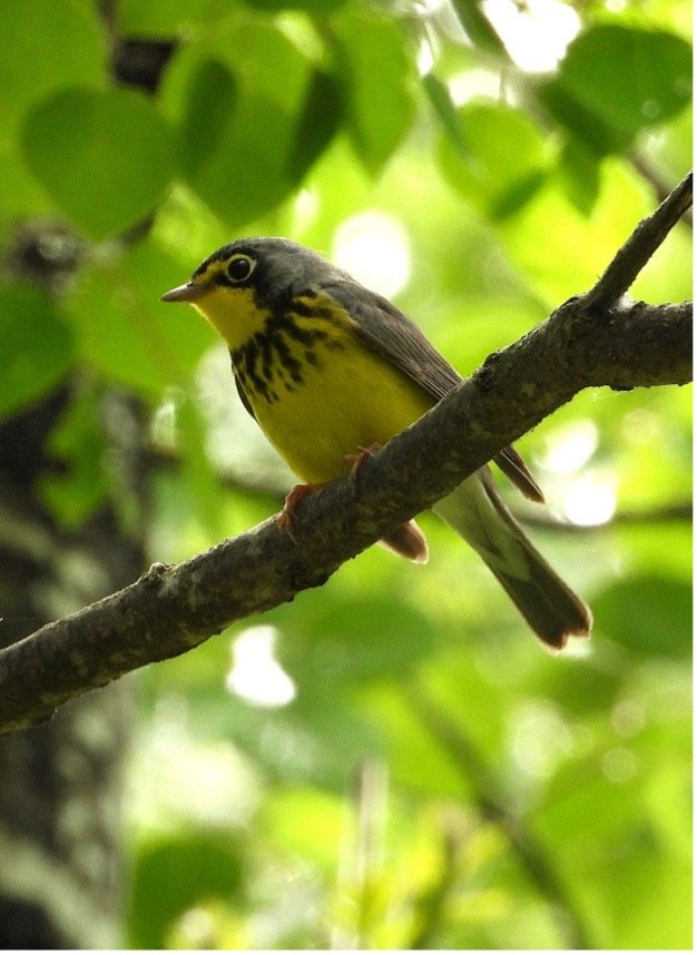 © Tom Andersen - Canada Warbler Canada Warbler