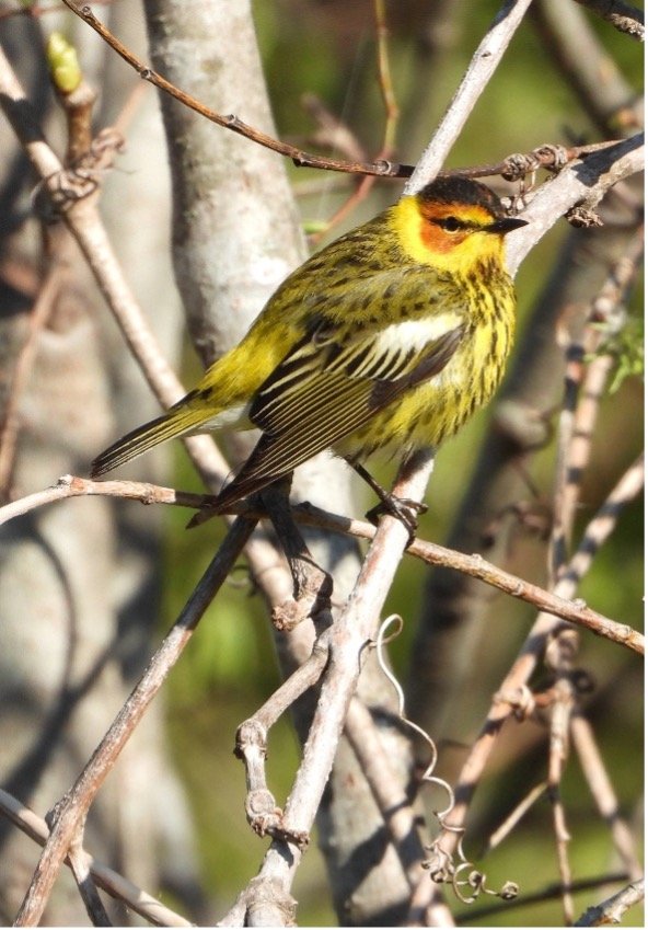 © Tom Andersen - Cape May Warbler Cape May Warbler