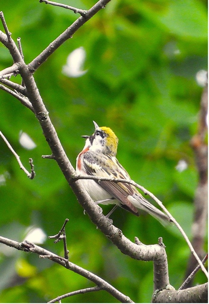 © Tom Andersen - Chestnut-sided Warbler Chestnut-sided Warbler