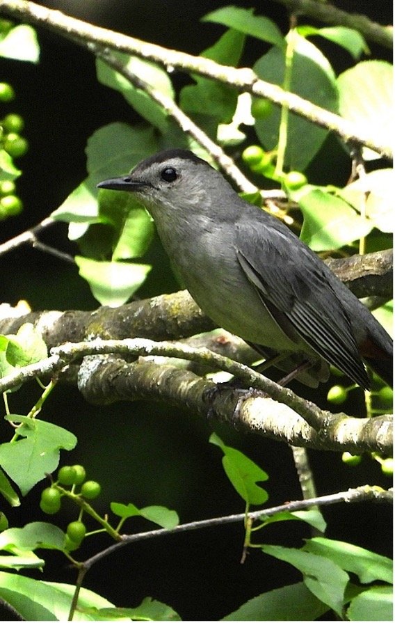 © Tom Andersen - Gray Catbird Gray Catbird