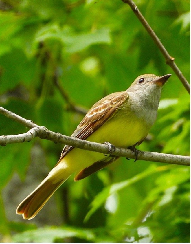 © Tom Andersen - Great-crested Flycatcher Great-crested Flycatcher
