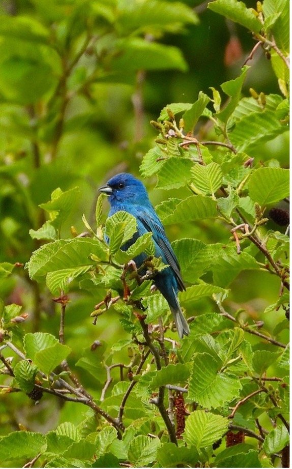 © Tom Andersen - Indigo Bunting Indigo Bunting
