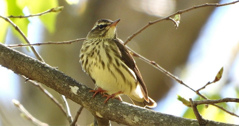 © Tom Andersen - Louisiana Waterthrush Louisiana Waterthrush