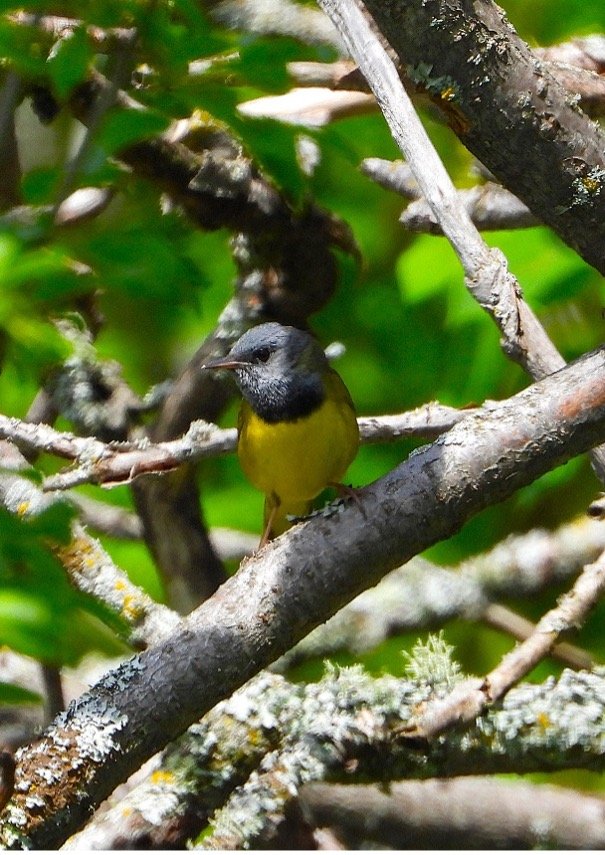© Tom Andersen - Mourning Warbler Mourning Warbler