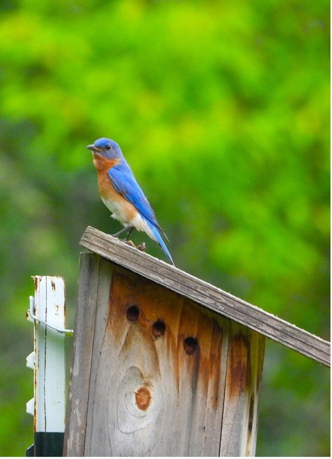 © Tom Andersen - Nesting Eastern Bluebird Nesting Eastern Bluebird