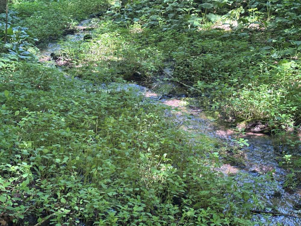© Tom Andersen - One of the many small springs on the property One of the many small springs on the property.