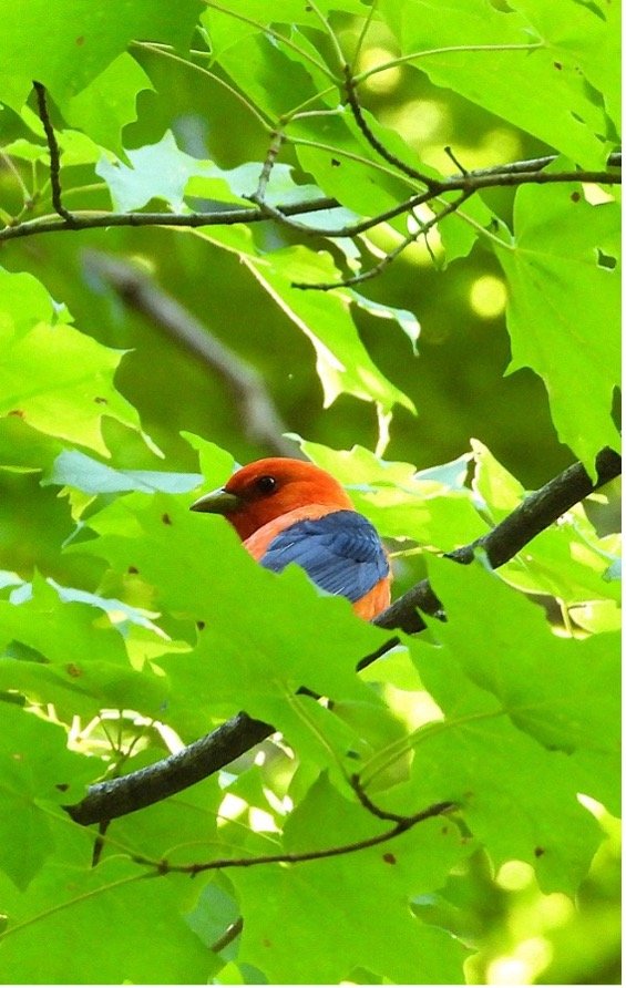 © Tom Andersen - Scarlet Tanager Scarlet Tanager