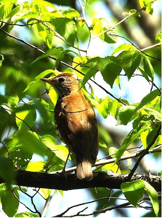© Tom Andersen - Wood Thrush Wood Thrush