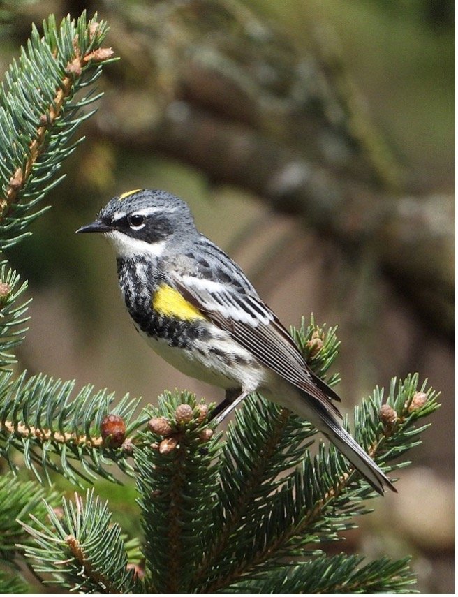 © Tom Andersen - Yellow-rumped Warbler Yellow-rumped Warbler