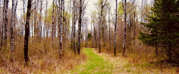 A forest path surrounded by tall, slender trees with sparse foliage and brown underbrush.