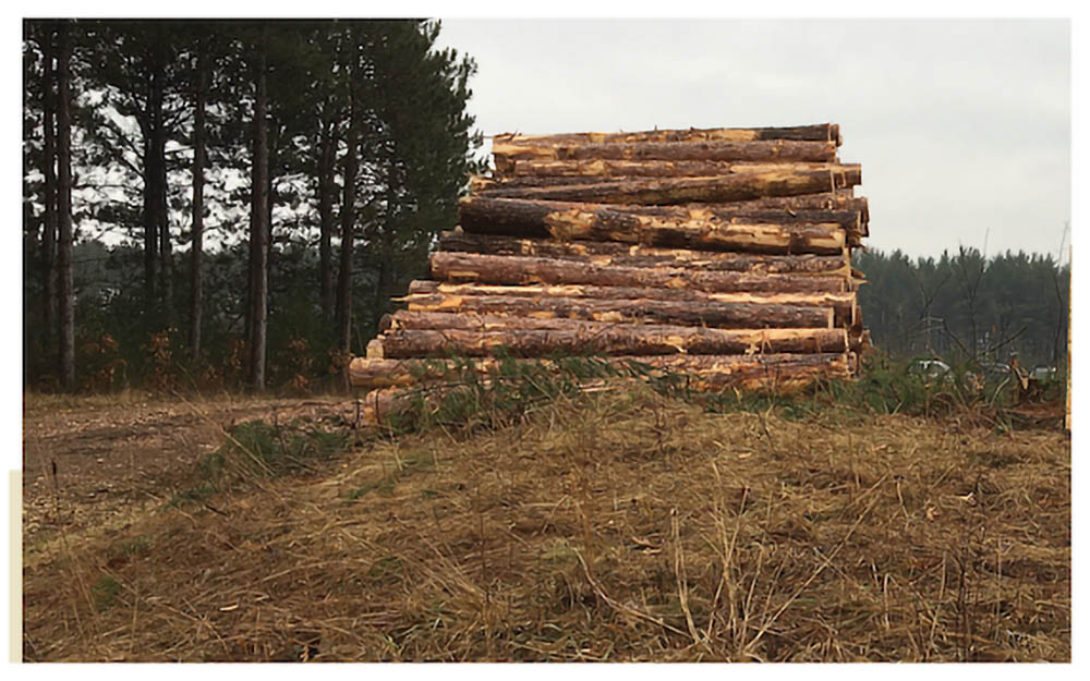 Harvested logs piled higg in a field. Fitz Logging