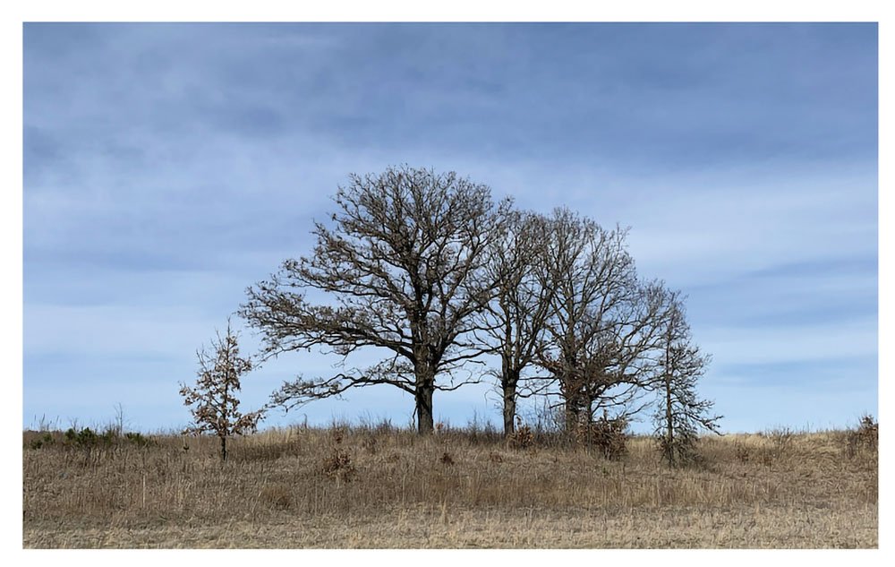 A group of trees standing tall in a field in Mary E. Fitz Memorial Park. A group of trees standing tall in a field in Mary E. Fitz Memorial Park.