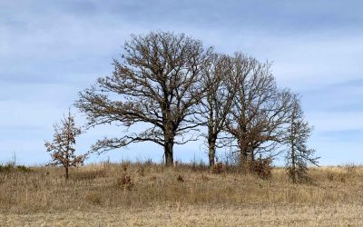 The Fitz: A Journey of Restoration & Stewardship