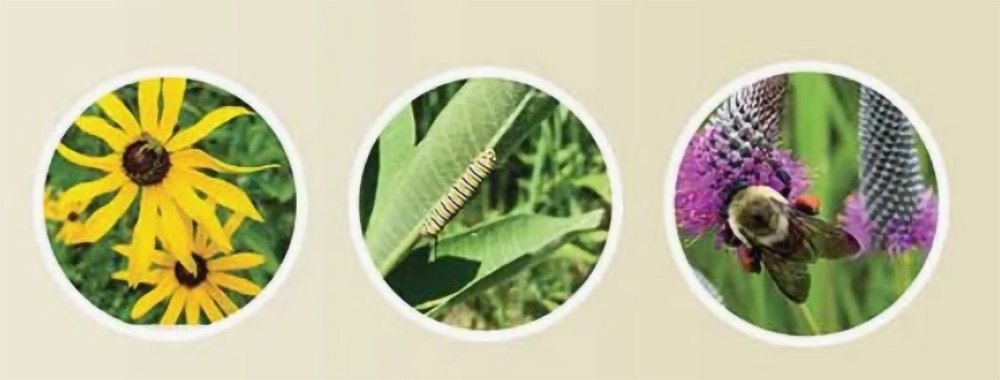 Three circles showing wildflowers and insects.