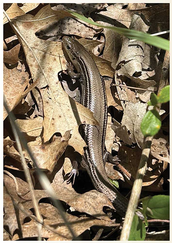 salamander