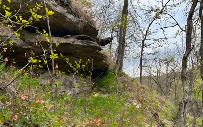 Protecting a Beloved Driftless Landscape – 300 acres permanently protected in Buffalo County